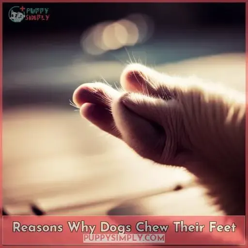 Reasons Why Dogs Chew Their Feet