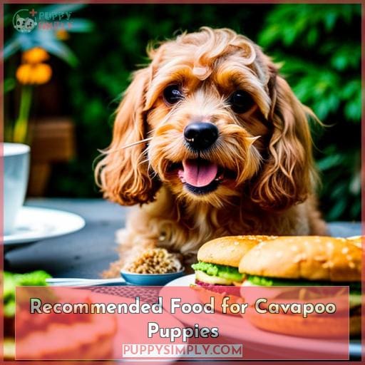 Recommended Food for Cavapoo Puppies