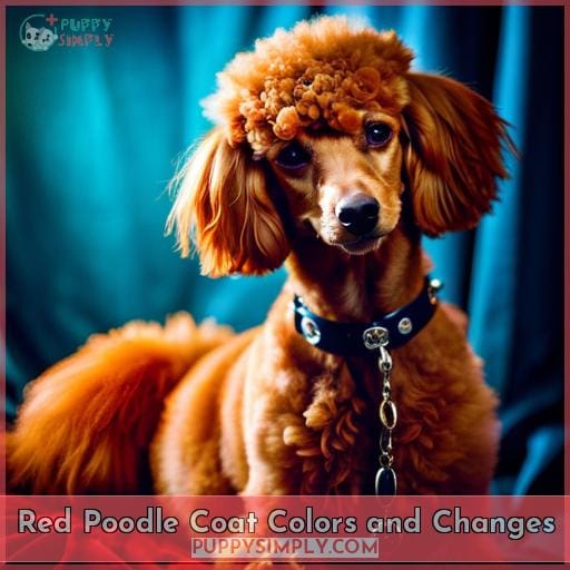 Red Poodle Coat Colors and Changes