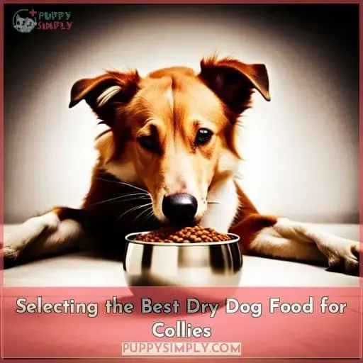 Selecting the Best Dry Dog Food for Collies