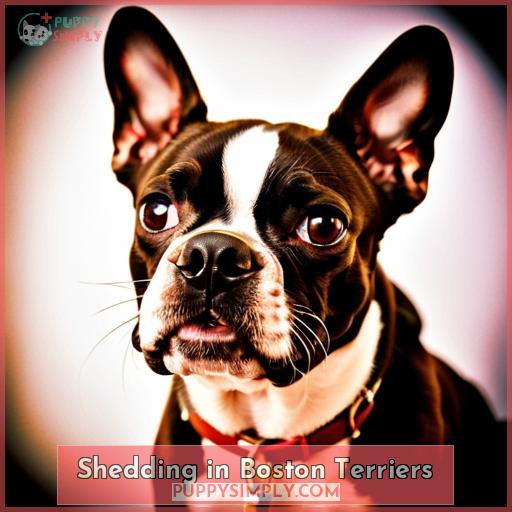 Shedding in Boston Terriers