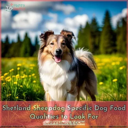 Shetland Sheepdog-Specific Dog Food Qualities to Look For