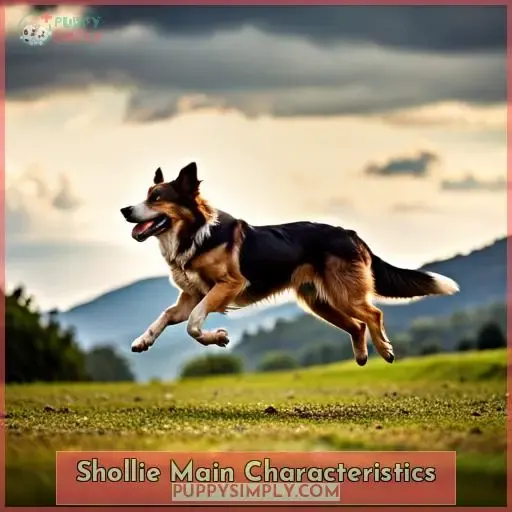 Shollie Main Characteristics