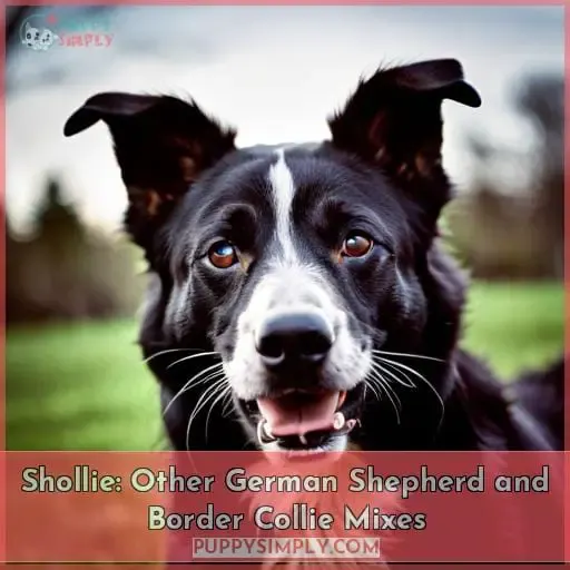 Shollie: Other German Shepherd and Border Collie Mixes