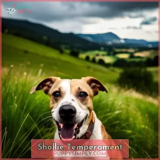 Shollie Temperament