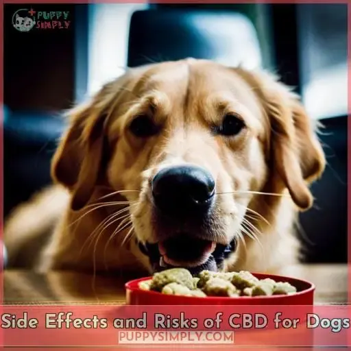 Side Effects and Risks of CBD for Dogs