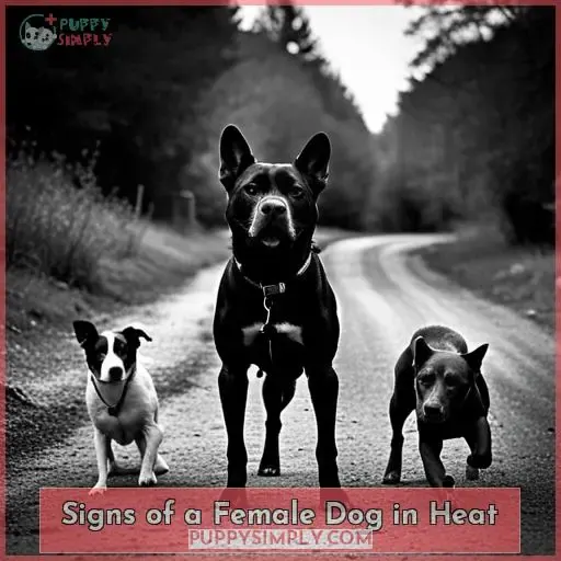 Signs of a Female Dog in Heat