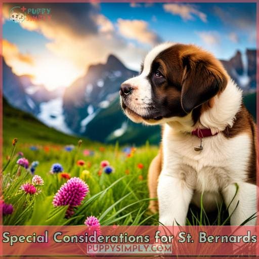 Special Considerations for St. Bernards