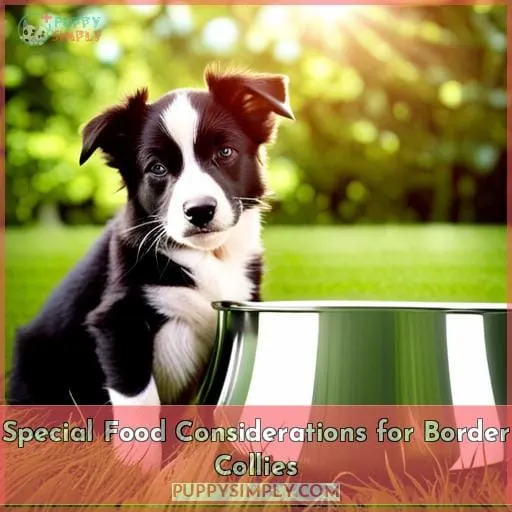 Special Food Considerations for Border Collies
