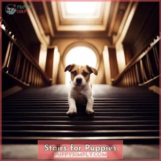 Stairs for Puppies