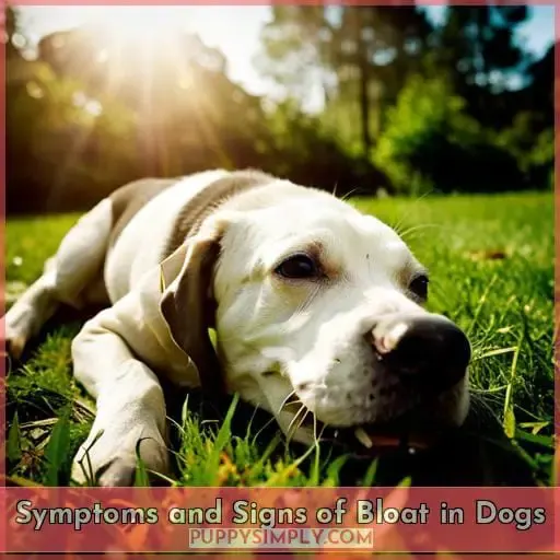 Symptoms and Signs of Bloat in Dogs