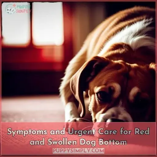 Symptoms and Urgent Care for Red and Swollen Dog Bottom