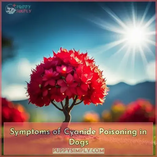 Symptoms of Cyanide Poisoning in Dogs