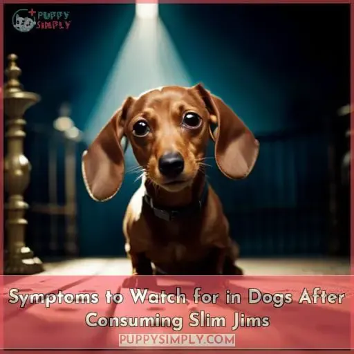 Symptoms to Watch for in Dogs After Consuming Slim Jims