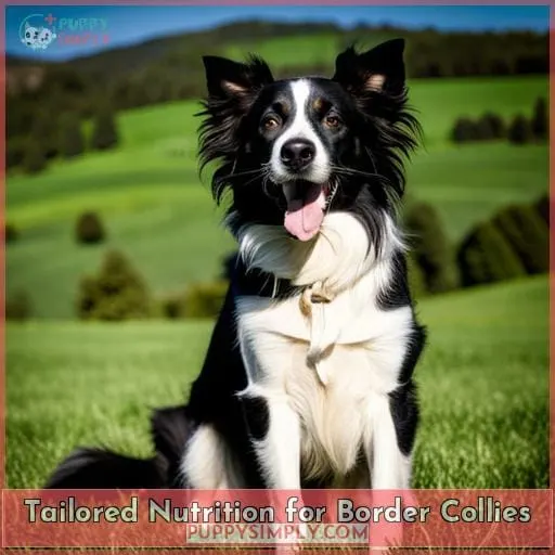 Tailored Nutrition for Border Collies