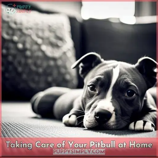 Taking Care of Your Pitbull at Home