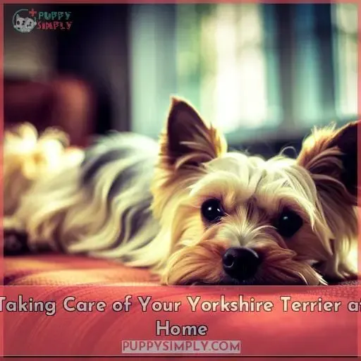 Taking Care of Your Yorkshire Terrier at Home
