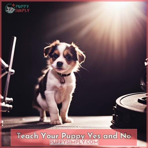 Teach Your Puppy Yes and No