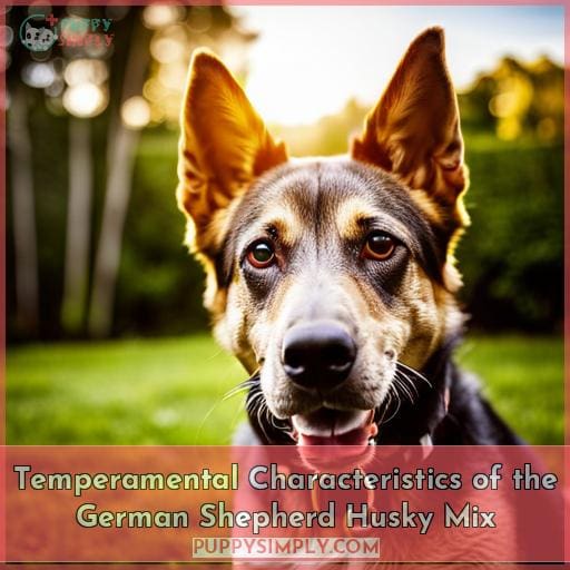 Temperamental Characteristics of the German Shepherd Husky Mix
