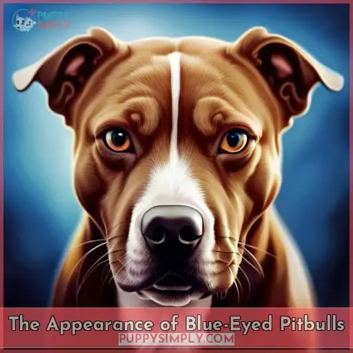 The Appearance of Blue-Eyed Pitbulls
