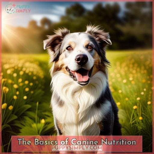 The Basics of Canine Nutrition