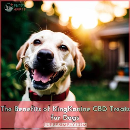 The Benefits of KingKanine CBD Treats for Dogs