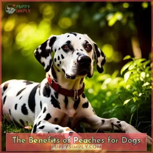 The Benefits of Peaches for Dogs