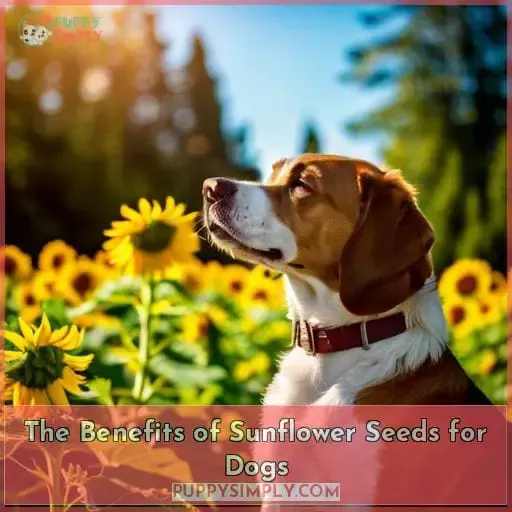 The Benefits of Sunflower Seeds for Dogs