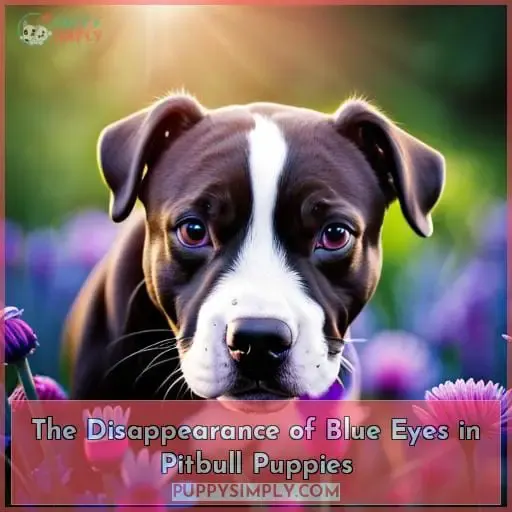 The Disappearance of Blue Eyes in Pitbull Puppies
