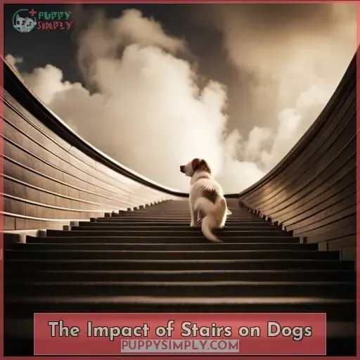 The Impact of Stairs on Dogs
