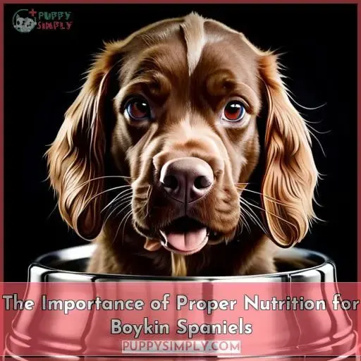 The Importance of Proper Nutrition for Boykin Spaniels