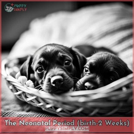 The Neonatal Period (birth-2 Weeks)