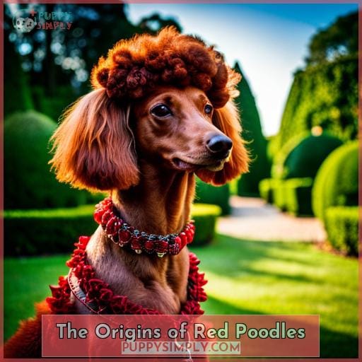 The Origins of Red Poodles