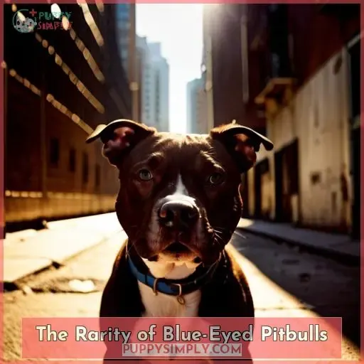 The Rarity of Blue-Eyed Pitbulls