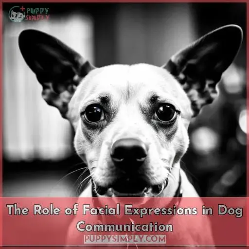 The Role of Facial Expressions in Dog Communication