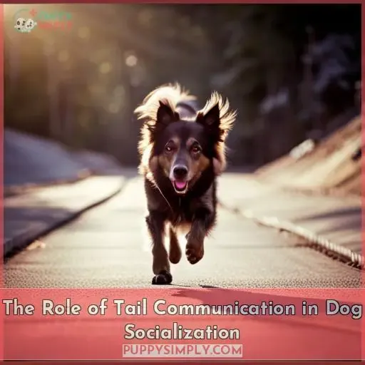 The Role of Tail Communication in Dog Socialization