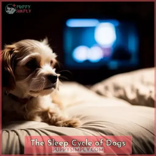 The Sleep Cycle of Dogs