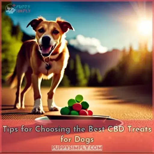 Tips for Choosing the Best CBD Treats for Dogs