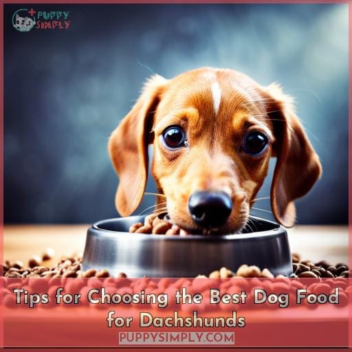 Tips for Choosing the Best Dog Food for Dachshunds