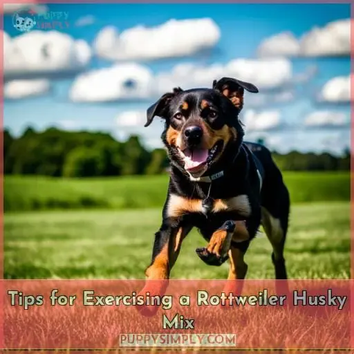 Tips for Exercising a Rottweiler Husky Mix