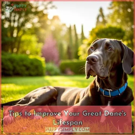 Tips to Improve Your Great Dane