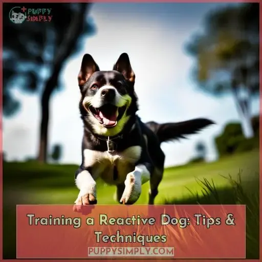 training a reactive dog