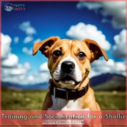 Training and Socialization for a Shollie