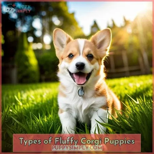 Types of Fluffy Corgi Puppies
