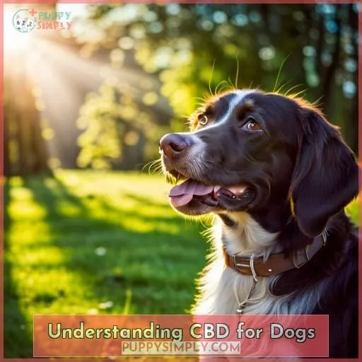 Understanding CBD for Dogs