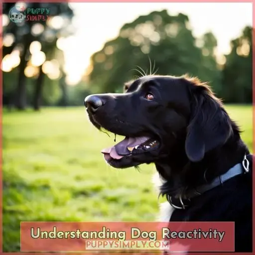 Understanding Dog Reactivity