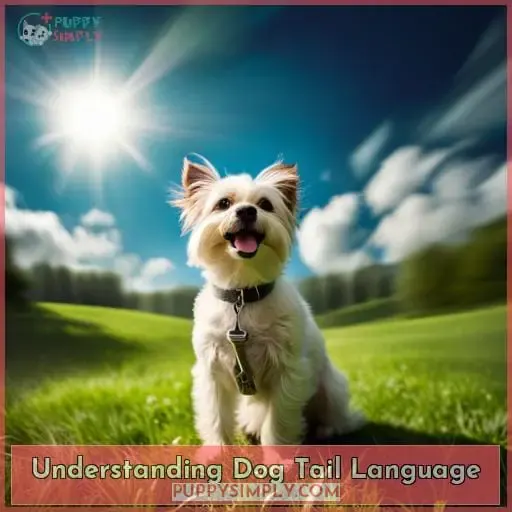 Understanding Dog Tail Language