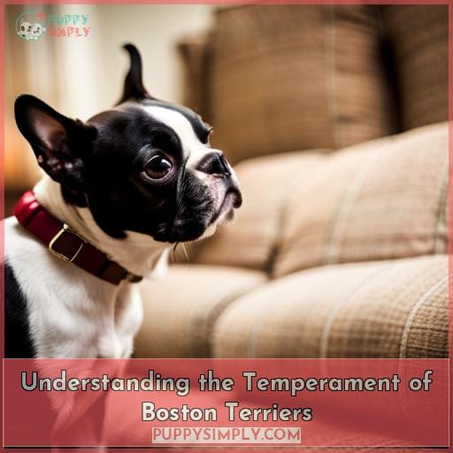 Understanding the Temperament of Boston Terriers