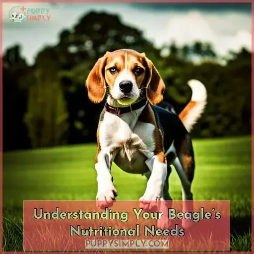 Understanding Your Beagle’s Nutritional Needs