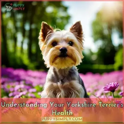 Understanding Your Yorkshire Terrier